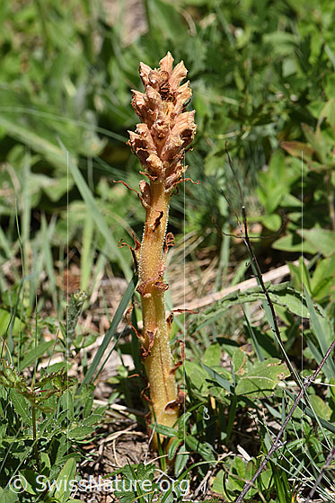 Foto: Würger, 20-25cm hoch. Ganze Pflanze.