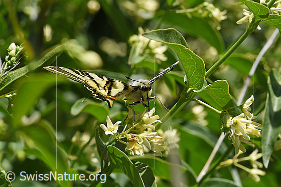 Foto: Segelfalter (Iphiclides podalirius) auf Schwalbenwurz (Vincetoxicum hirundinaria). Ansicht von vorne.