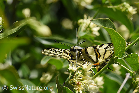 Foto: Segelfalter (Iphiclides podalirius) auf Schwalbenwurz (Vincetoxicum hirundinaria). Ansicht von vorne.