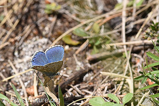 Foto: Hauhechelbläuling (Polyommatus icarus) auf Grashalm.