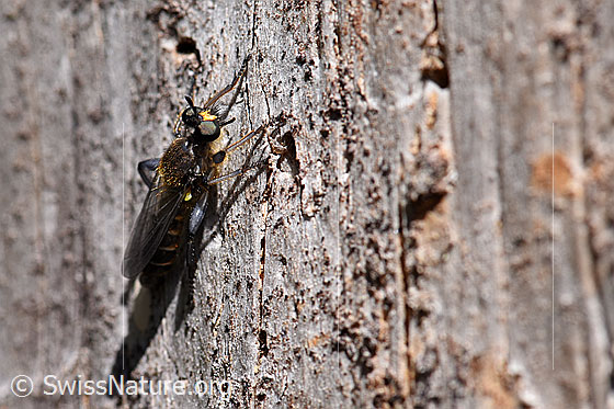 Foto: Gemeine Mordfliege (Choerades marginata). Länge 10 - 15mm.