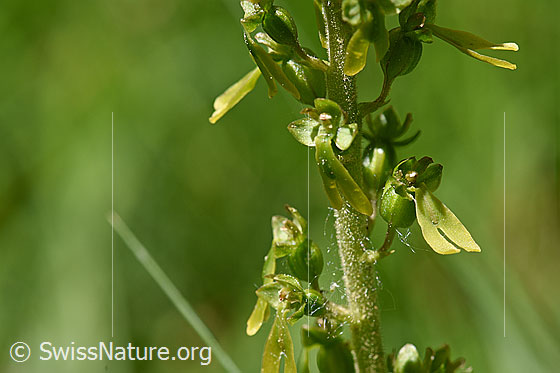 Grosses Zweiblatt (Listera ovata)