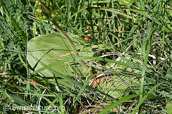Foto: Grosses Zweiblatt (Listera ovata). Blätter