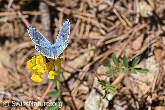 Foto: Hauhechelbläuling (Polyommatus icarus) auf Gewöhnlichem Hornklee (Lotus corniculatus).