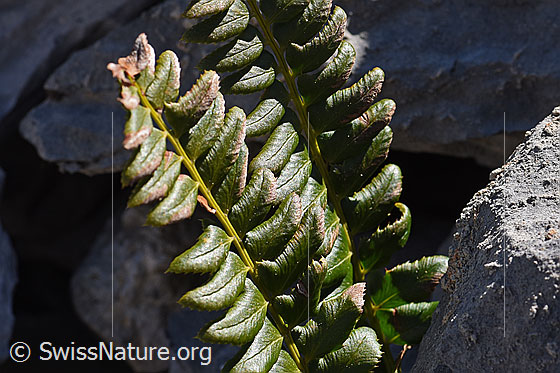 Foto: Lanzenfarn (Polystichum lonchitis). Blätter.