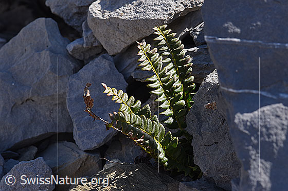 Foto: Lanzenfarn (Polystichum lonchitis). Ganze Pflanze.