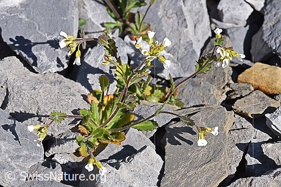 Foto: Alpen-Gänsekresse (Arabis alpina). Ganze Pflanze.