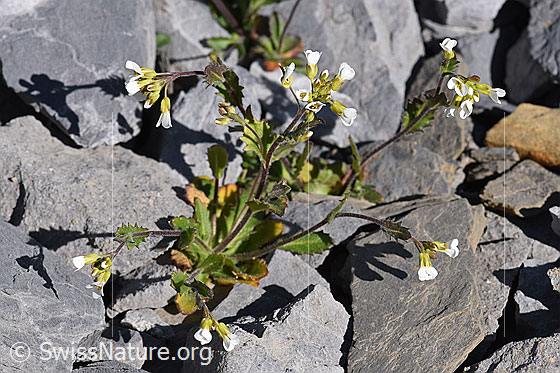 Foto: Alpen-Gänsekresse (Arabis alpina). Ganze Pflanze.