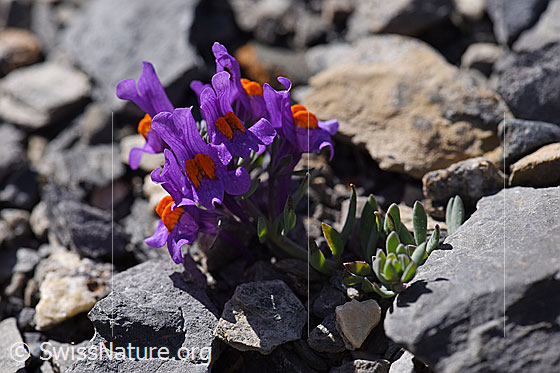 Foto: Alpen-Leinkraut (Linaria alpina). Ganze Pflanze.