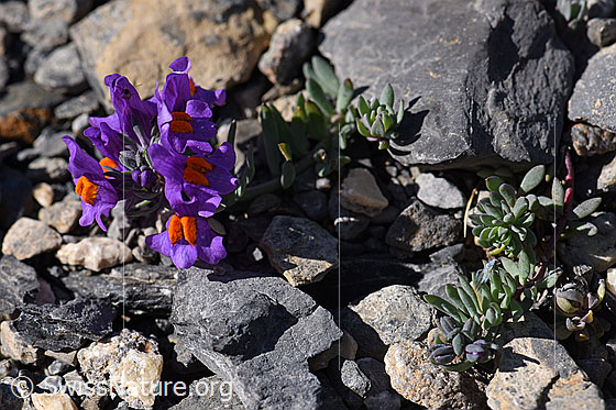 Foto: Alpen-Leinkraut (Linaria alpina). Ganze Pflanze.