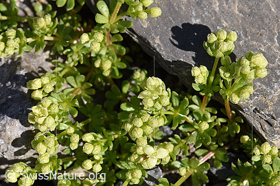 Foto: Schweizer Labkraut (Galium megalospermum). Ganze Pflanze. Blüten mehrheitlich geschlossen.
