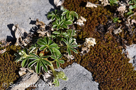 Foto: Glänzender Silbermantel (Alchemilla nitida). Blätter