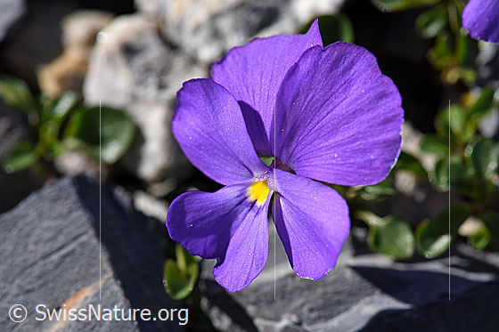 Mont Cenis-Stiefmütterchen (Viola cenisia)