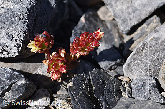 Foto: Dunkler Mauerpfeffer (Sedum atratum). Ganze Pflanze.