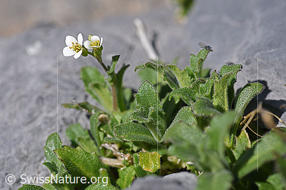 Foto: Alpen-Gänsekresse (Arabis alpina). Ganze Pflanze.