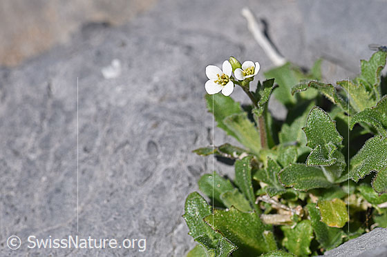 Foto: Alpen-Gänsekresse (Arabis alpina). Ganze Pflanze.