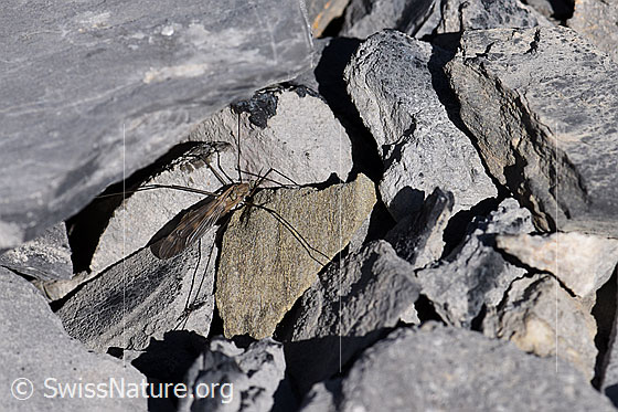 Foto: Schnake der Gattung Tipula sonnt sich auf Steinen.