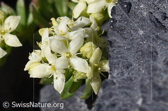 Foto: Schweizer Labkraut (Galium megalospermum). Blüten.