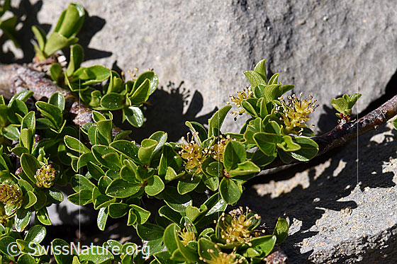 Foto: Stumpfblättrige Weide (Salix retusa). Blüten und Blätter.
