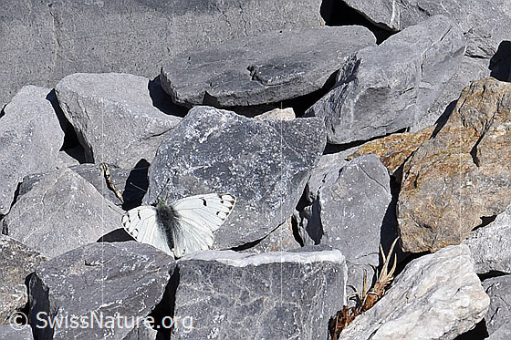 Foto: Alpenweissling (Pontia callidice). Männchen, Flügel geöffnet.