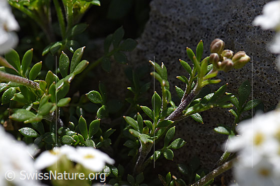 Foto: Alpen-Gämskresse (Pritzelago alpina). Blätter.