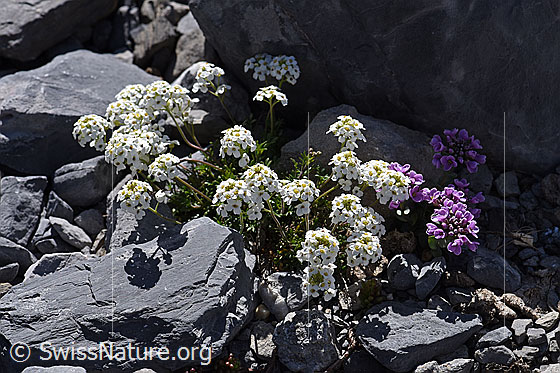 Foto: Alpen-Gämskresse (Pritzelago alpina). Ganze Pflanze. Blühend.