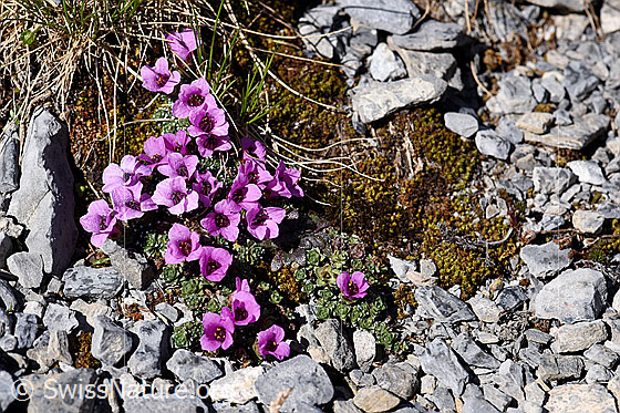 Foto: Gegenblättriger Steinbrech (Saxifraga oppositifolia). Blühend.