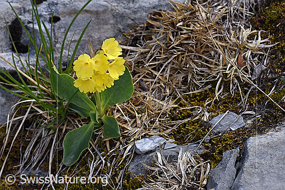 Foto: Flühblümchen (Primula auricula). Ganze Pflanze.
Umgebung: Mit wenig Vegetation durchsetzte Kalkfelsen. Höhe: ca. 1700m ü.M.
Lat.: Primula auricula
Familie: Primulaceae (Schlüsselblumengewächse)