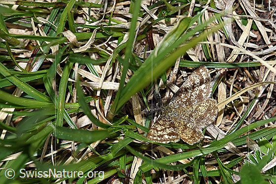 Foto: Heidespanner (Ematurga atomaria). Männchen, Flügel geöffnet.
Umgebung: Alpweide, ca. 1850m ü.M.
Lat.: Ematurga atomaria
Familie: Geometridae (Spanner)