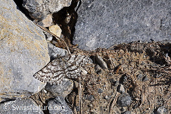 Foto: Heidespanner (Ematurga atomaria). Weibchen, Flügel geöffnet.
Umgebung: Alpweide, ca. 1850m ü.M.
Lat.: Ematurga atomaria
Familie: Geometridae (Spanner)