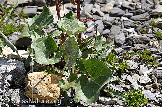 Foto: Alpen-Pestwurz (Petasites paradoxus). Blätter.