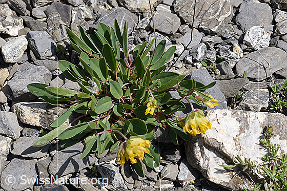 Photo: Anthyllis vulneraria ssp. alpestris. Whole plant (habit).