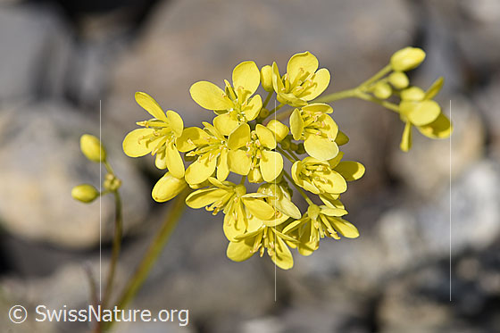 Photo: Biscutella laevigata. Blossoms.