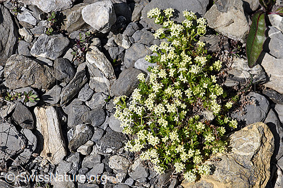 Foto: Schweizer Labkraut (Galium megalospermum). Ganze Pflanze.