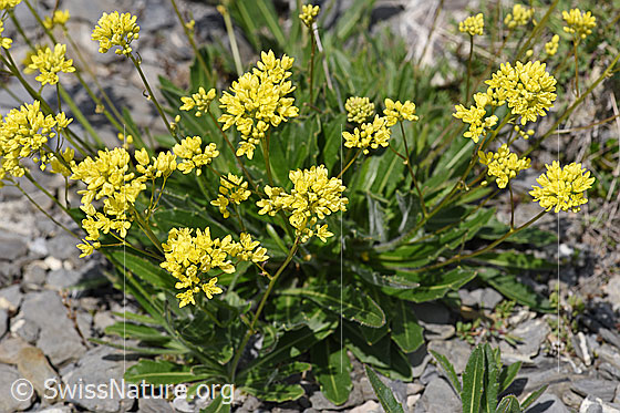 Foto: Gemeines Brillenschötchen (Biscutella laevigata). Blüten und Blätter.