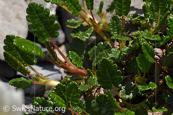 Foto: Silberwurz (Dryas octopetala). Blätter.