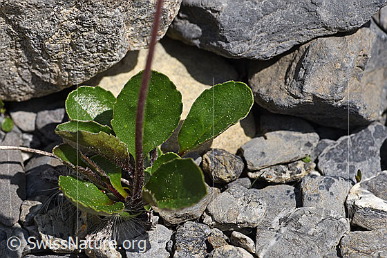 Photo: Aster bellidiastrum. Leaves and stems.