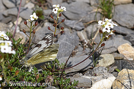 Foto: Alpenweissling (Pontia callidice) an Alpen-Gämskresse (Pritzelago alpina). Weibchen, Flügel leicht geöffnet, bei Eiablage.