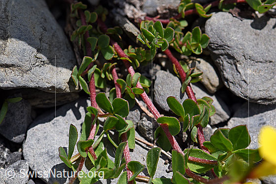 Photo: Lotus alpinus. Leaves and stems.