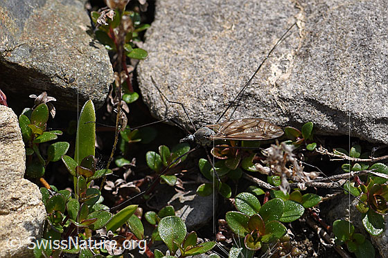 Foto: Schnake der Gattung Tipula gut getarnt unterwegs.