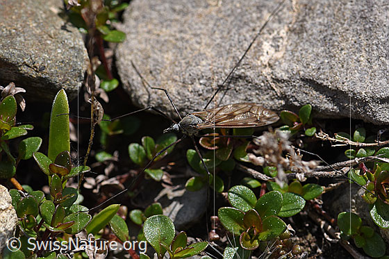 Foto: Schnake der Gattung Tipula