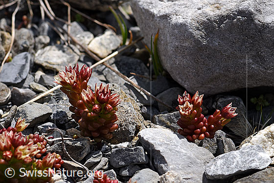 Foto: Dunkler Mauerpfeffer (Sedum atratum). Ganze Pflanzen in steiniger Umgebung.