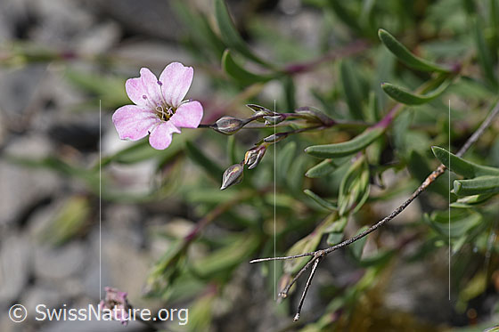 Foto: Kriechendes Gipskraut (Gypsophila repens). Blüte und Knospen.