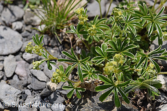 Photo: Alchemilla nitida. Whole plant (habit), blooming.