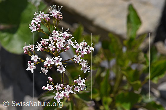 Foto: Dreiblatt-Baldrian (Valerina tripteris). Blüten. Wird auch der Dreiblättrige Baldrian und Dreischnittig-Baldrian genannt.