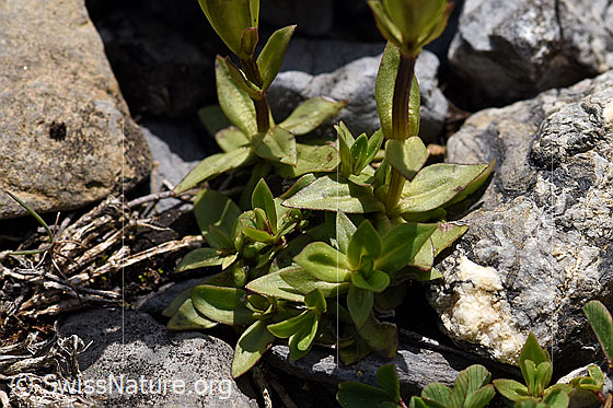 Foto: Frühlings-Enzian (Gentiana verna). Rosettenblätter.