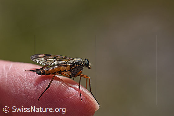 Gemeine Schnepfenfliege (Rhagio scolopaceus)