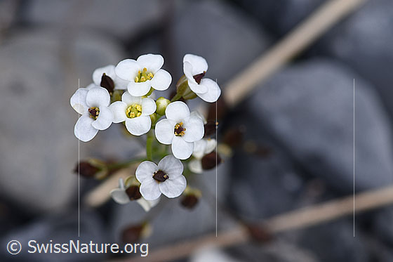 Foto: Alpen-Gämskresse (Pritzelago alpina). Büten.