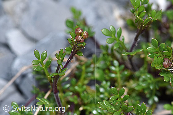 Foto: Alpen-Gämskresse (Pritzelago alpina). Blätter und Knospen.