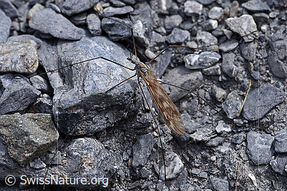 Foto: Schnake der Gattung Tipula an Stein.